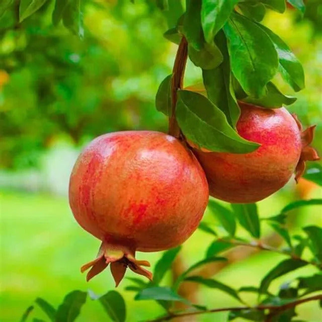 Phule Arakta Pomegranate Grafted Fruit Plant – High Yielding Sweet Juicy Anar Tree Variety