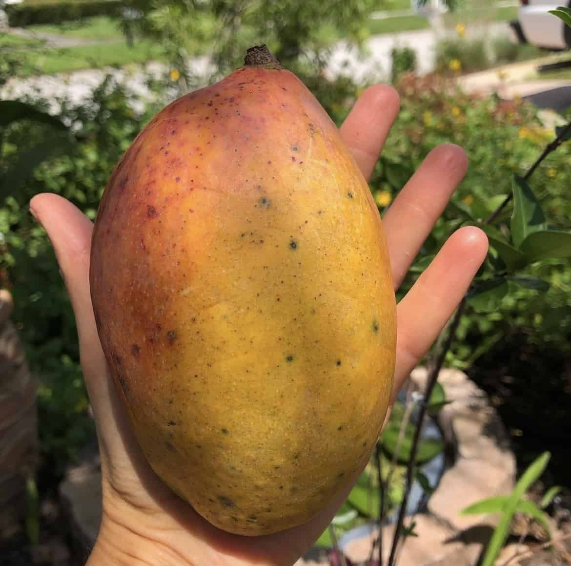 Pickering Mango Aam Grafted Healthy Fruit Plant