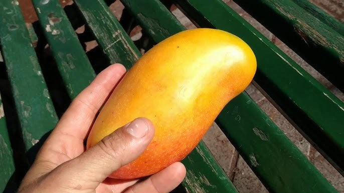 Pico Mango Aam Grafted Healthy Fruit Plant