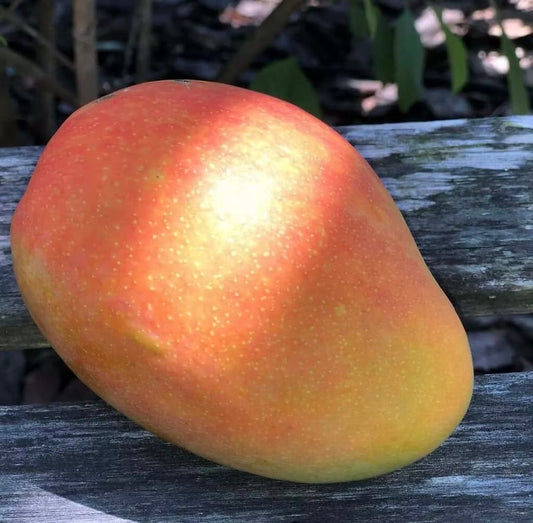 Pim Seng Mun Mango Aam Grafted Healthy Fruit Plant