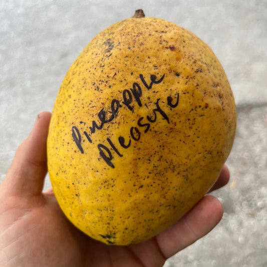 Pineapple Pleasure Mango Aam Grafted Healthy Fruit Plant