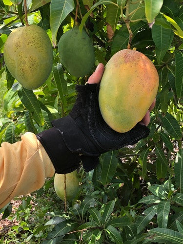 Pineapple Pleasure Mango Aam Grafted Healthy Fruit Plant
