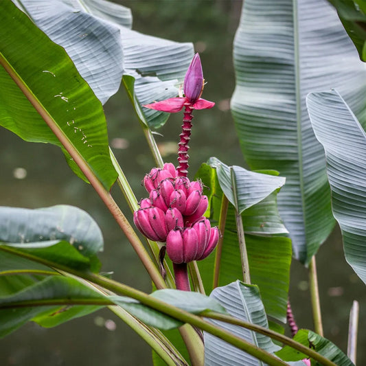 Pink Banana (Musa velutina) Healthy Sweet Tissue Cultured Fruit Plant