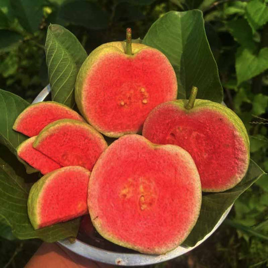 Pink Crunch Guava Air Layered Healthy Fruit Plant