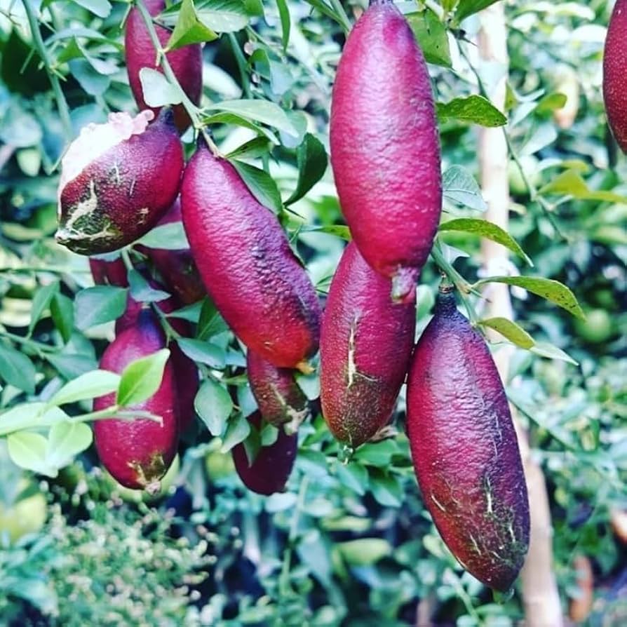 Pink Ice Finger LimePlant Live Nimbu Tree Kagzi Lemon Citrus Limon Fruit Plant