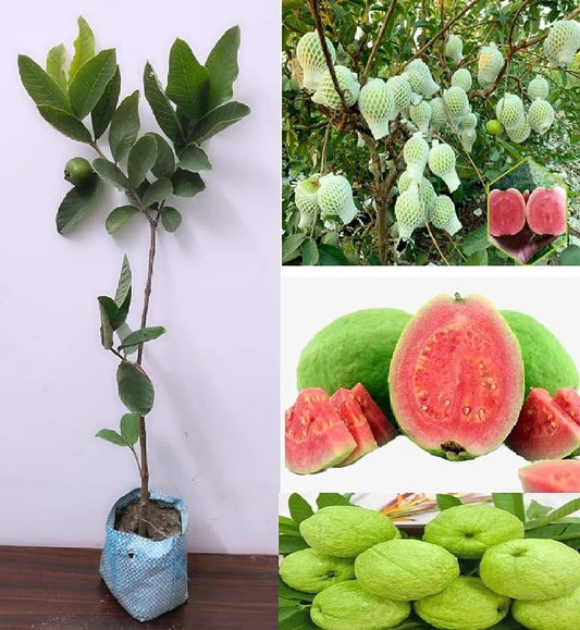 Pink Supreme Guava Air Layered Healthy Fruit Plant