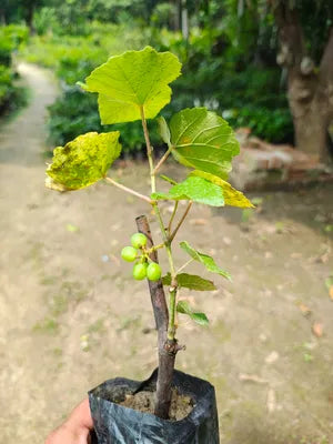 Green Super Sonaka Seedless Grapes Angoor Layering/Grafted Fruit Plant