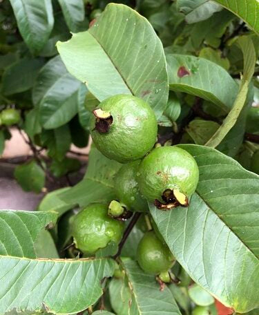 Piracicaba Guava Air Layered Healthy Fruit Plant