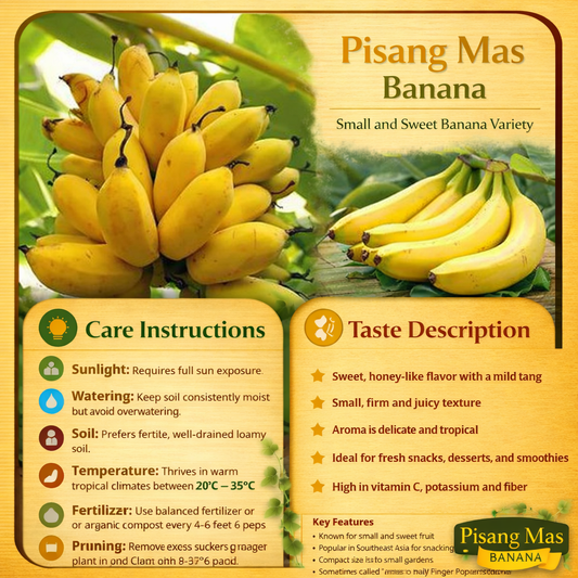 Pisang Mas Banana Healthy Sweet Tissue Cultured Fruit Plant