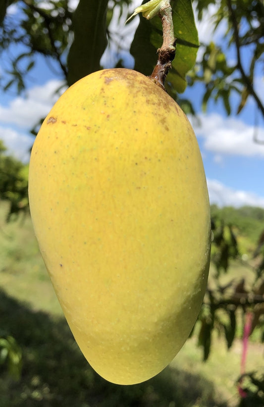 Po Pyu Kalay Mango Aam Grafted Healthy Fruit Plant