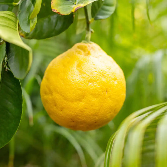 Ponderosa Lemon Plant Live Nimbu Tree Kagzi Lemon Citrus Limon Fruit Plant