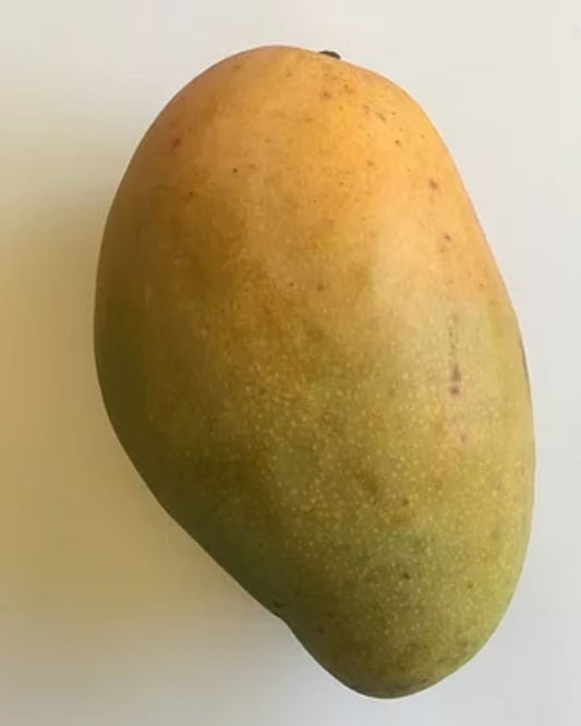 Pram Kai Mea Mango Aam Grafted Healthy Fruit Plant