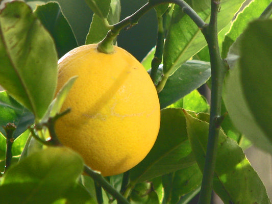Premium Lemon Plant Live Nimbu Tree Kagzi Lemon Citrus Limon Fruit Plant