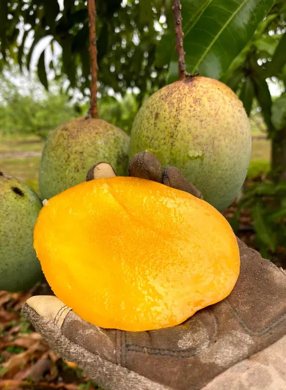 Prieto Mango Aam Grafted Healthy Fruit Plant