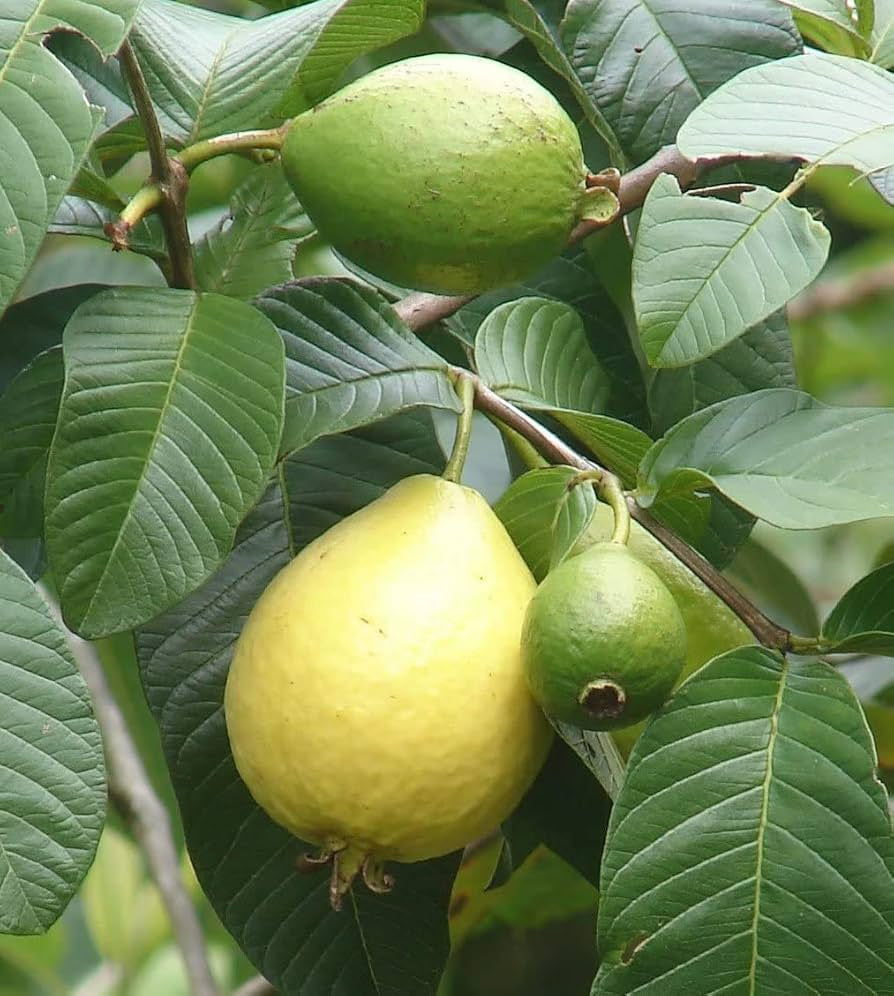 Psidium friedrichsthalianum Guava Air Layered Healthy Fruit Plant