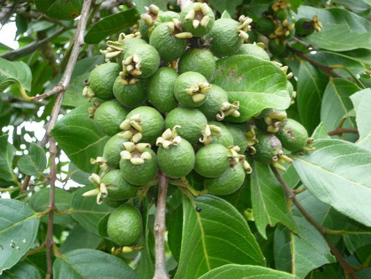 Psidium guineense Guava Air Layered Healthy Fruit Plant