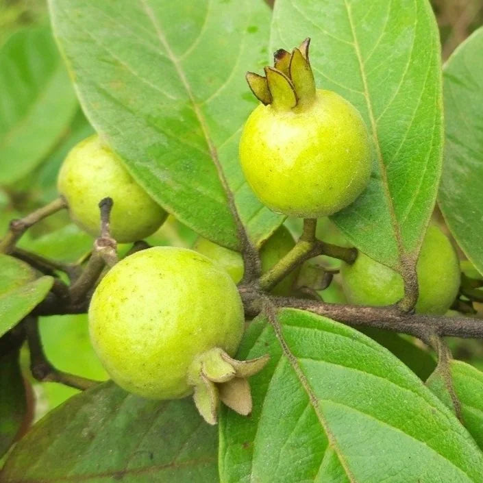 Psidium guineense Guava Air Layered Healthy Fruit Plant