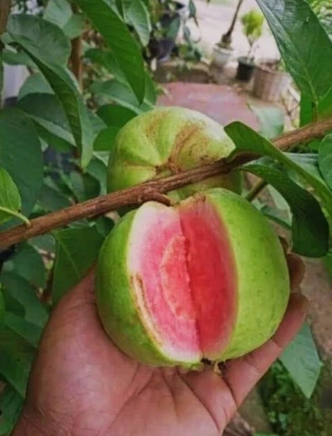 Puebla Pink Guava Air Layered Healthy Fruit Plant