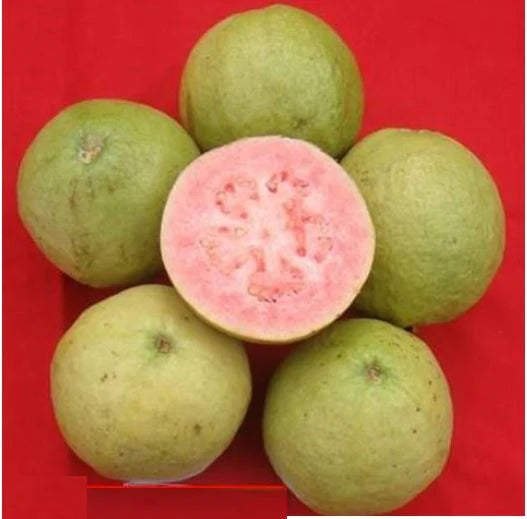 Punjab Pink Guava Air Layered Healthy Fruit Plant