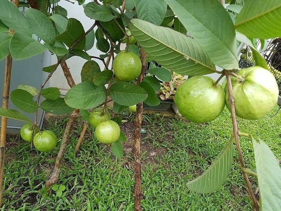Punjab Pink Guava Air Layered Healthy Fruit Plant