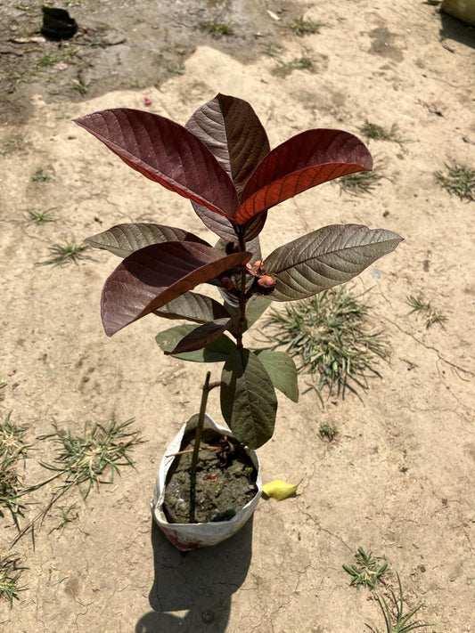 Purple Guava Air Layered Healthy Fruit Plant