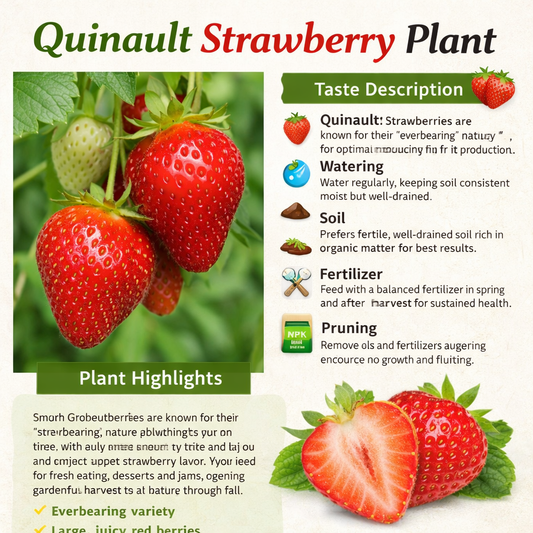 Quinault Strawberry Healthy Sweet Home Garden Kitchen Garden Terrace Balcony Fruit Plant