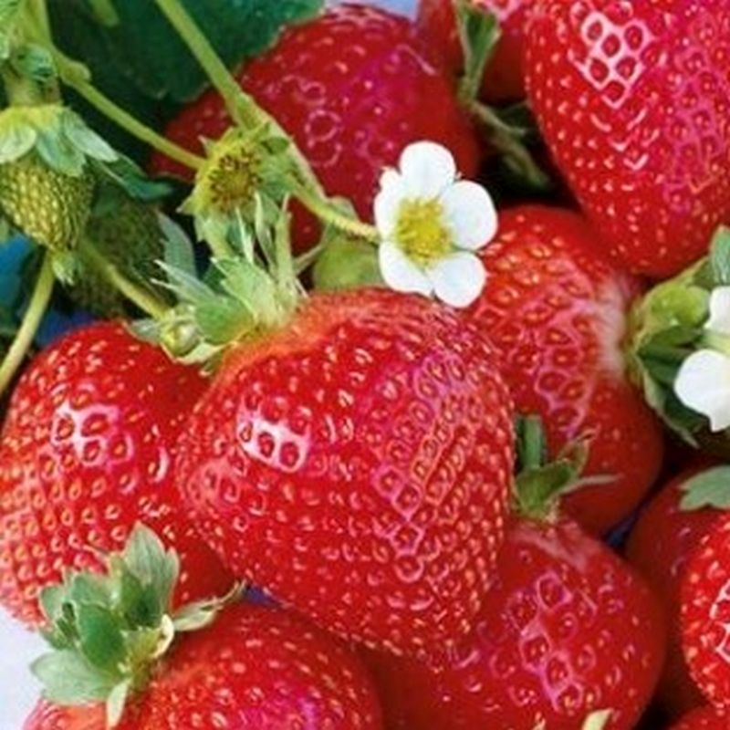 Quinault Strawberry Healthy Sweet Home Garden Kitchen Garden Terrace Balcony Fruit Plant