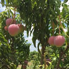 R2E2 / Jambura Sweet Mango Aam Grafted Healthy Fruit Plant