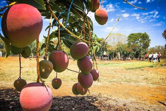 R2E2 (Au) Mango Aam Grafted Healthy Fruit Plant