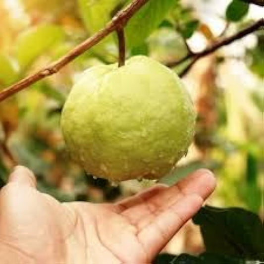 RCG-1 Guava Air Layered Healthy Fruit Plant