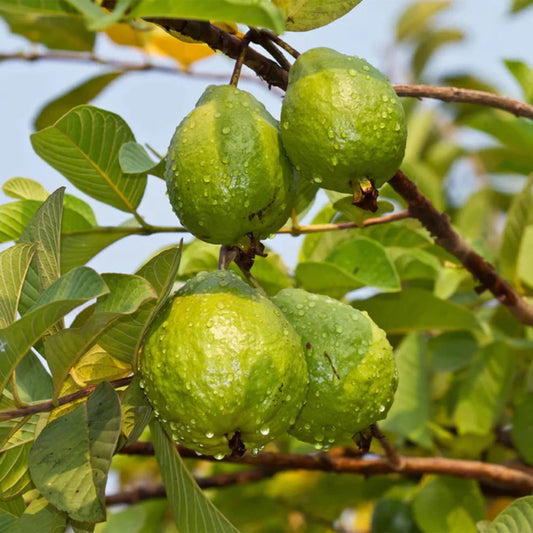 RCG-2 Guava Air Layered Healthy Fruit Plant