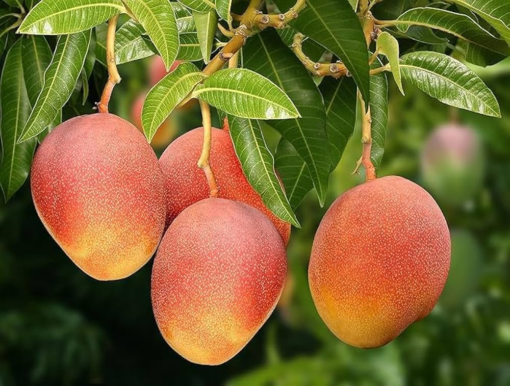 Rajapuri Mango Aam Grafted Healthy Fruit Plant