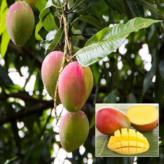 Rapoza Mango Aam Grafted Healthy Fruit Plant