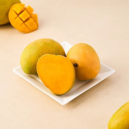 Ratnagiri Mango Aam Grafted Healthy Fruit Plant