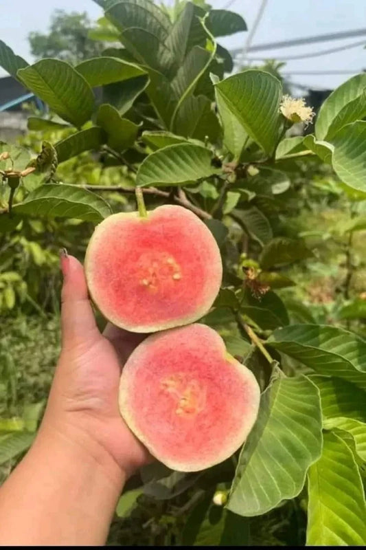 Red Diamond Guava Air Layered Healthy Fruit Plant
