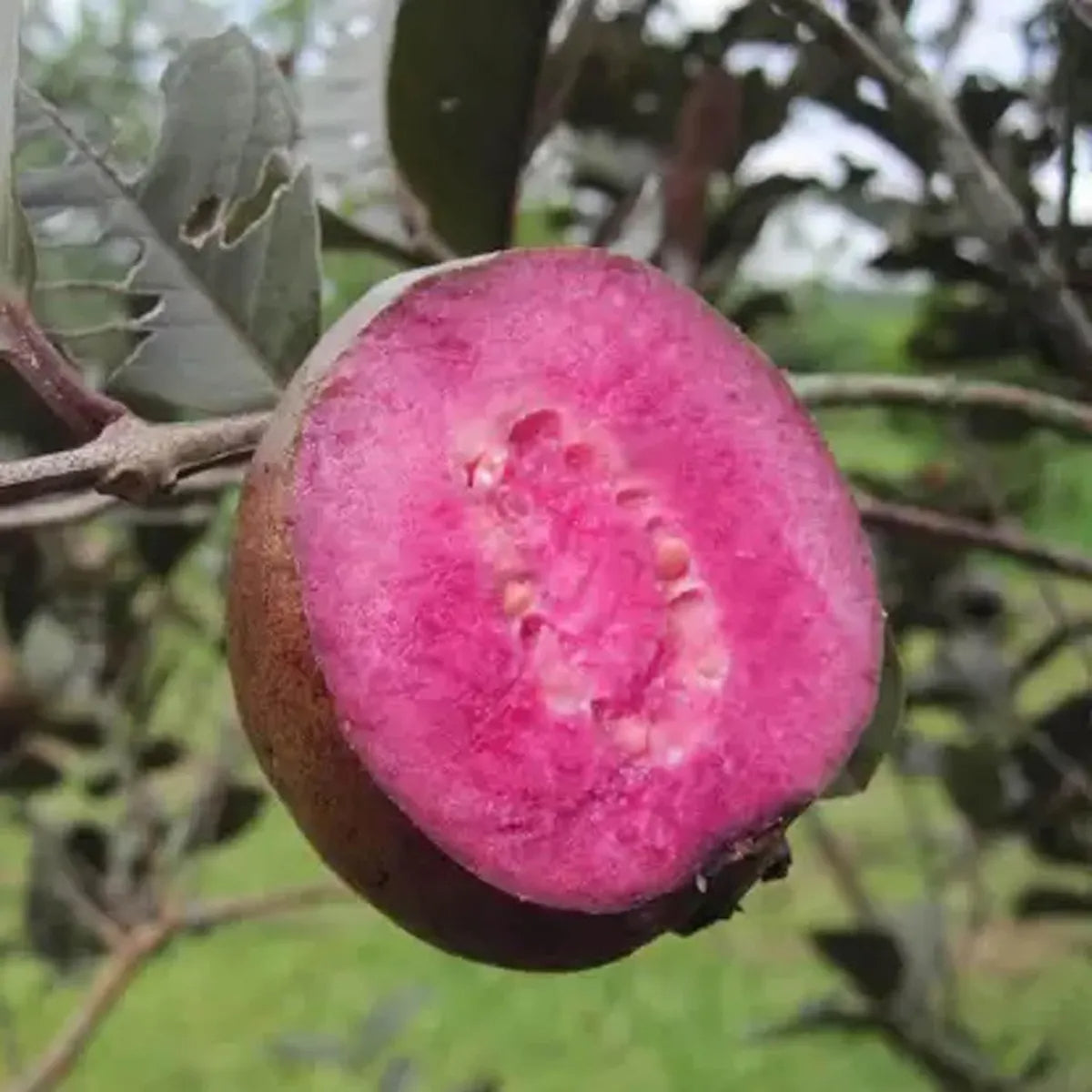 Red Malaysian Guava Air Layered Healthy Fruit Plant