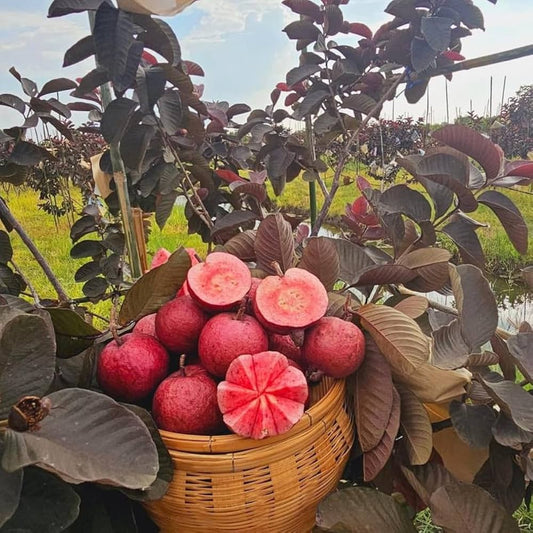 Red Supreme Guava Air Layered Healthy Fruit Plant