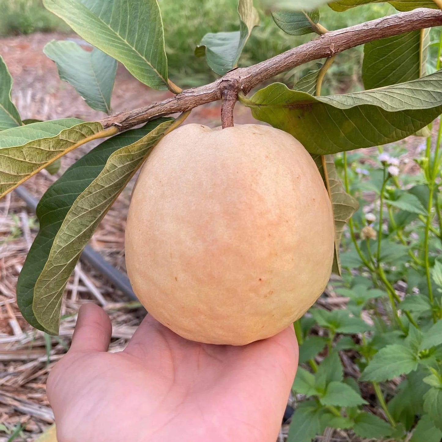 Regional Roja Guava Air Layered Healthy Fruit Plant