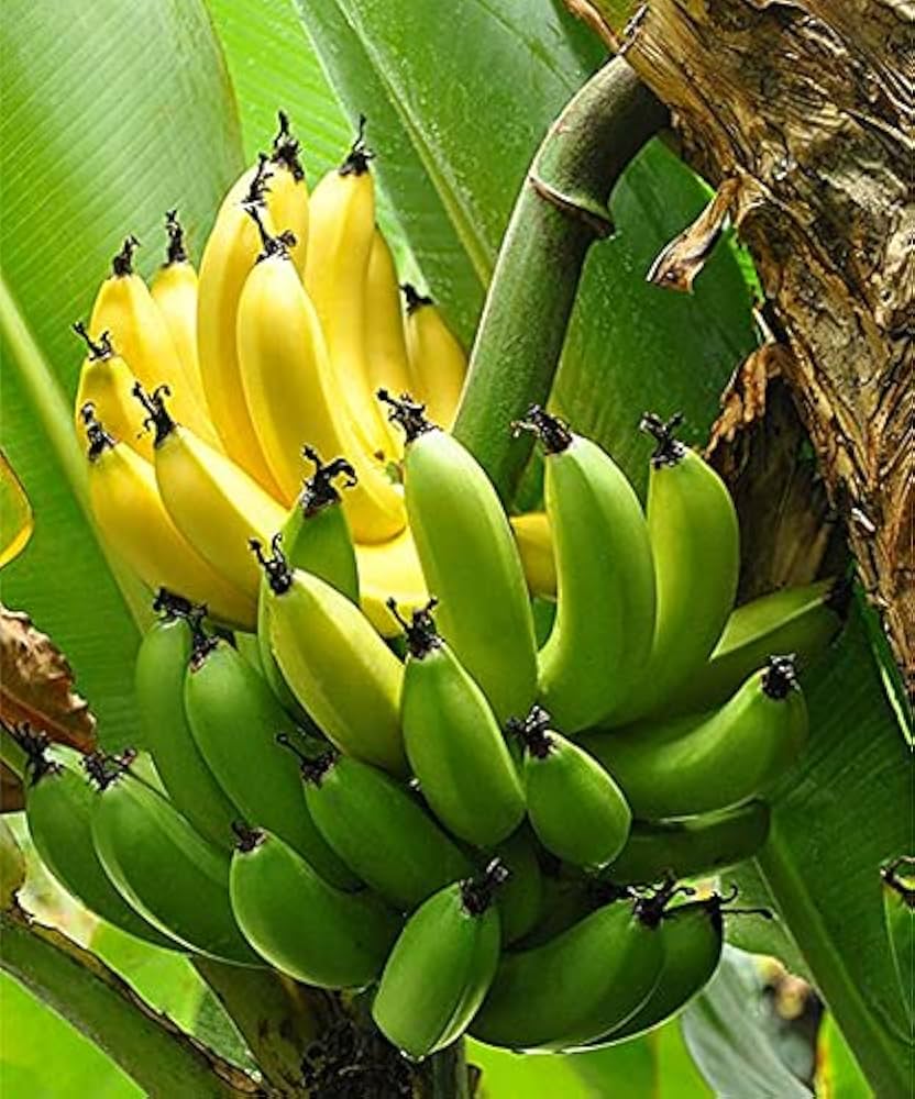 Robusta Banana Healthy Sweet Tissue Cultured Fruit Plant