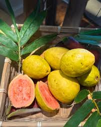 Roja Patillo Guava Air Layered Healthy Fruit Plant