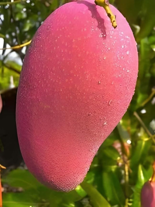 Rosa Mango Aam Grafted Healthy Fruit Plant