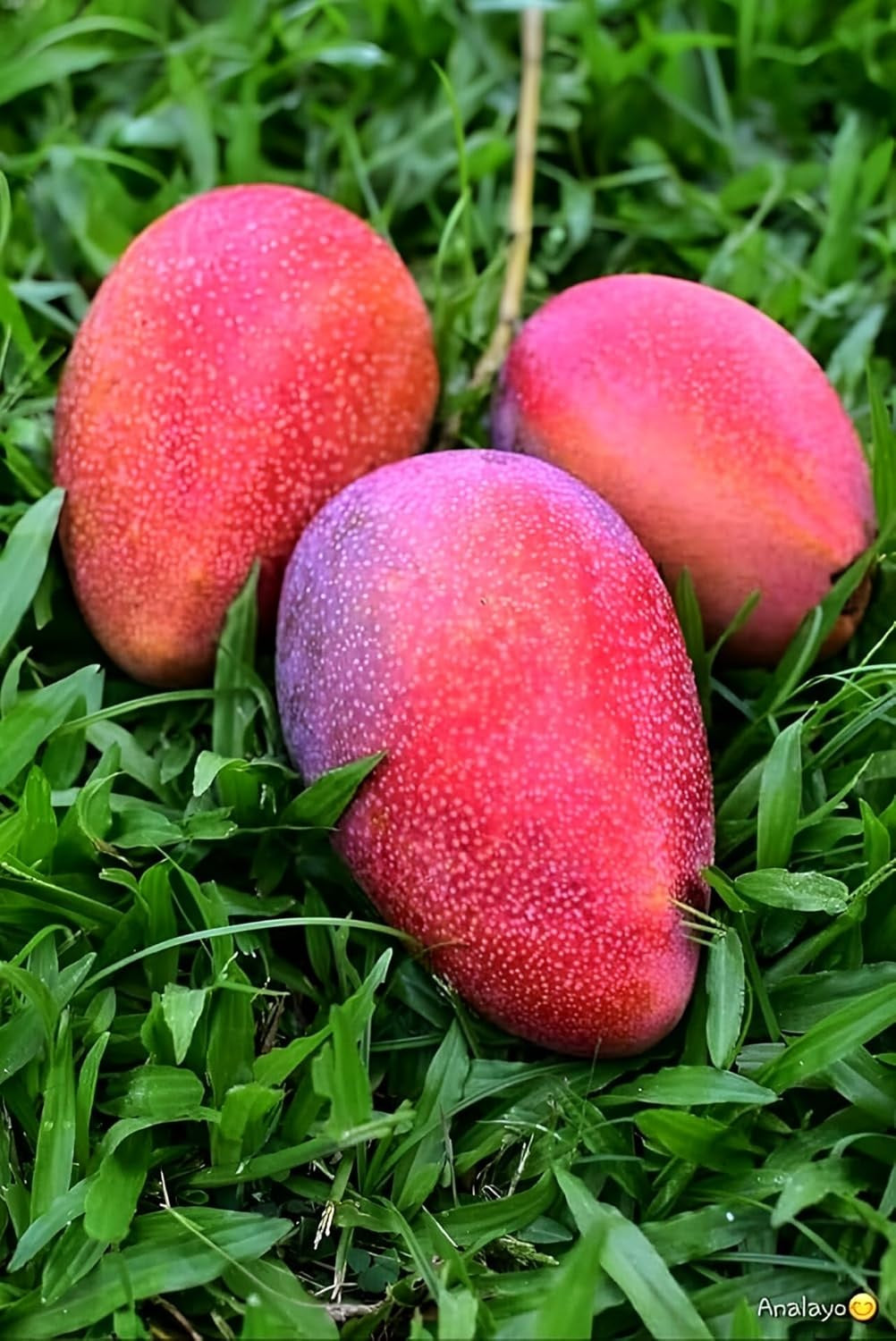 Rosa Mango Aam Grafted Healthy Fruit Plant