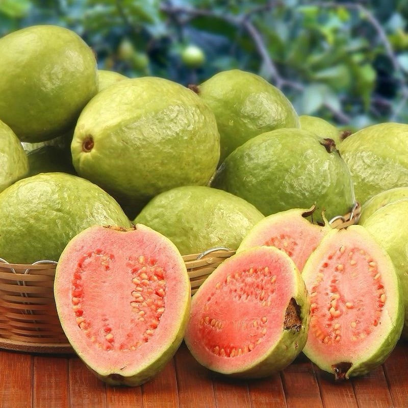Rosa Mineira Guava Air Layered Healthy Fruit Plant