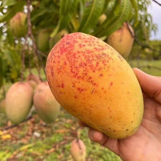 Rosegold Mango Aam Grafted Healthy Fruit Plant
