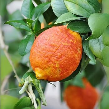 Rosso Lemon Plant Live Nimbu Tree Kagzi Lemon Citrus Limon Fruit Plant