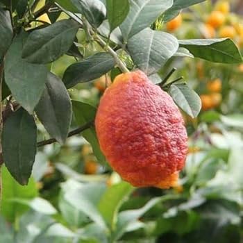 Rosso Lemon Plant Live Nimbu Tree Kagzi Lemon Citrus Limon Fruit Plant
