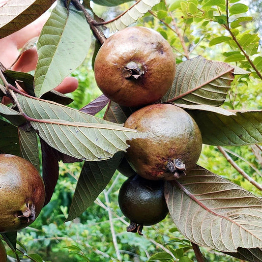 Roxa Guava Air Layered Healthy Fruit Plant