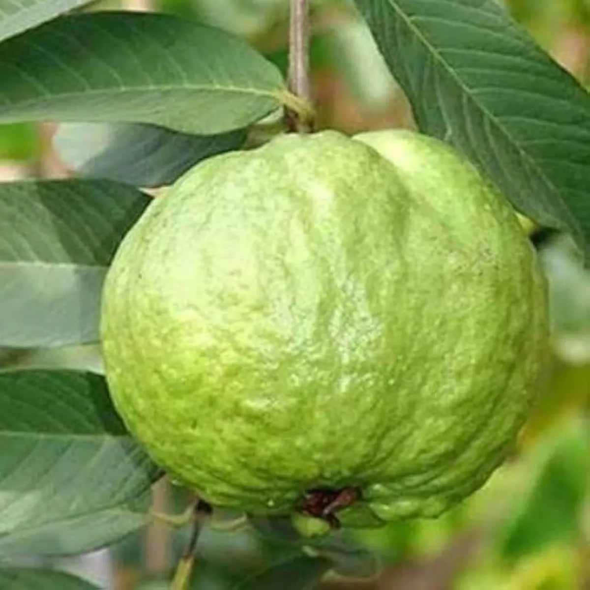 Royal Hawaiian Guava Air Layered Healthy Fruit Plant