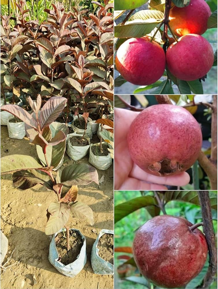 Royal Thai Guava Air Layered Healthy Fruit Plant