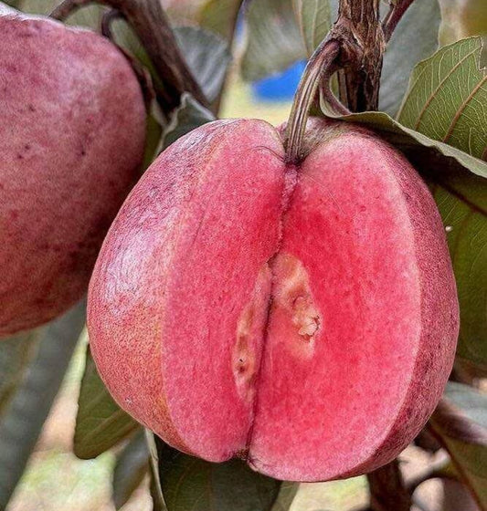 Royal Thai Guava Air Layered Healthy Fruit Plant